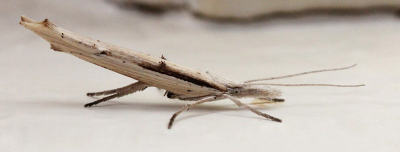 Benvedmøl, Ypsolopha mucronella. Bjerget, Lolland, Danmark d. 2 august 2018. Fotograf; Claus Grahndin