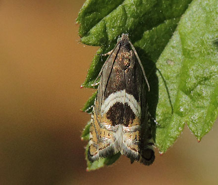 Grapholita jungiella. Store Bgeskov v.Gyrstinge S, Sjlland d. 2 maj 2018. Fotograf; Lars Andersen