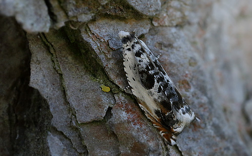 Ancylis laetana. Melby Overdrev, Nordsjlland. d. 14 Maj 2018. Fotograf: Lars Andersen