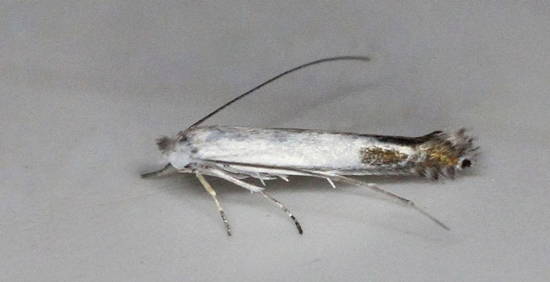 Clerks Minérmøl, Lyonetia clerkella. Bjerget, Lolland d. 25 august 2018. Fotograf; Claus Grahndin