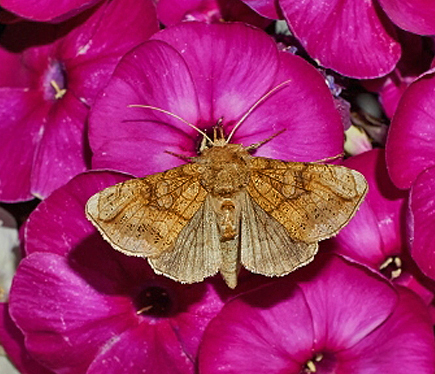 Stormhatugle, Polychrysia moneta (Fabricius, 1787). Bjerrede, Faxe, Sjlland d. 20. juli 2018.Fotograf; Frank Overgaard Nielsen