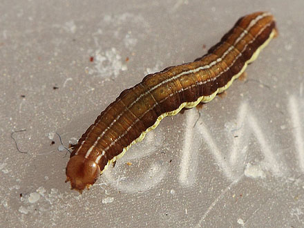 Muligvis en Blegskuldret Perikonugle. (Chloantha hyperici) ung larve ca. 10 mm. Rødbyhavn Rangerterræn, Lolland d. 1 august 2018. Fotograf; Lars Andersen
