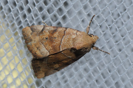 Trapezugle, Cosmia trapezina. Amager Flled, Amager d. 6 juli 2018. Fotograf; Lars Andersen