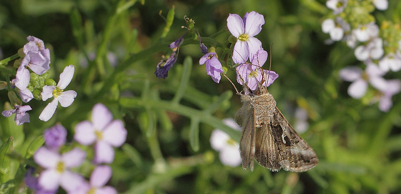 Gammaugle, Autographa gamma. Brunddragene, Lolland d. 5 september 2018. Fotograf; Lars Andersen