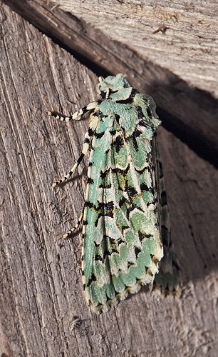 Aprilugle, Griposia aprilina. Arrenakke, Nordsjlland, Danmark d. 19 september 2018. Fotograf; Lars Andersen