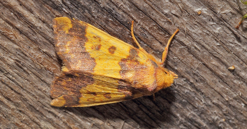 Guldugle, Tiliacea aurago. Arrenakke, Nordsjælland, Danmark d. 19 september 2018.