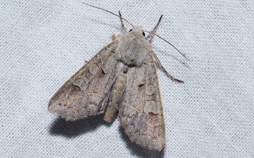 Lådden Ugle, Ammoconia caecimacula. Arrenakke, Nordsjælland d. 19 september 2018. Fotograf; Lars Andersen.
