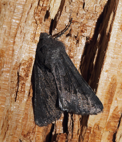 Lüneburg Sortugle, Aporophyla lueneburgensis. Arrenakke, Nordsjælland d. 20 september 2018. Fotograf; Lars Andersen.