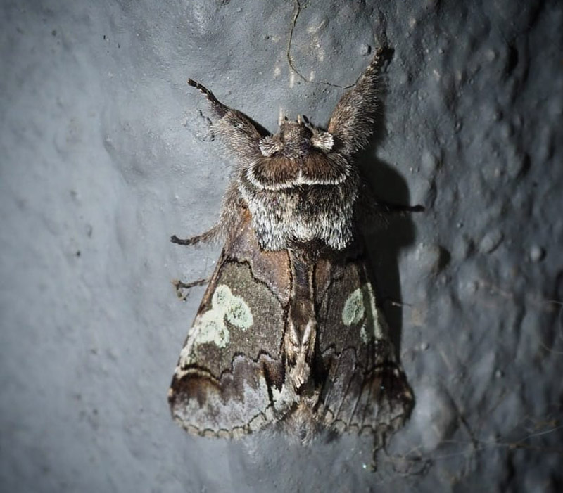 Blhoved, Diloba caeruleocephala. R Plantage, Bornholm, Danmark d. 18 oktober 2018. Fotograf; Vicky Knudsen