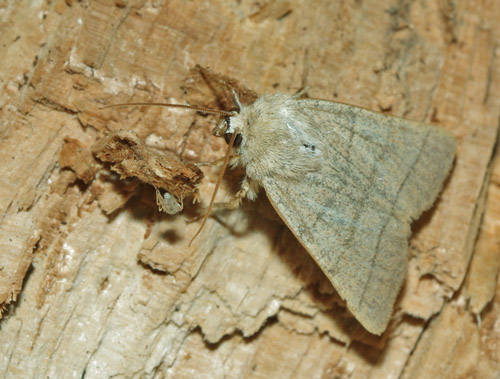 Firestrenget Ugle, Charanyca trigrammica. Arrenakke, Nordsjælland d. 1 juni 2018. Fotograf; Henrik S. Larsen