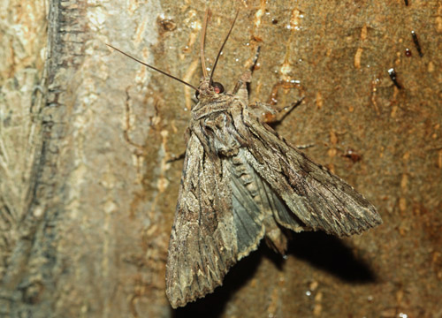 Rodugle, Apamea monoglypha. Arrenakke, Nordsjlland d. 17 juli 2018. Fotograf; Henrik S. Larsen