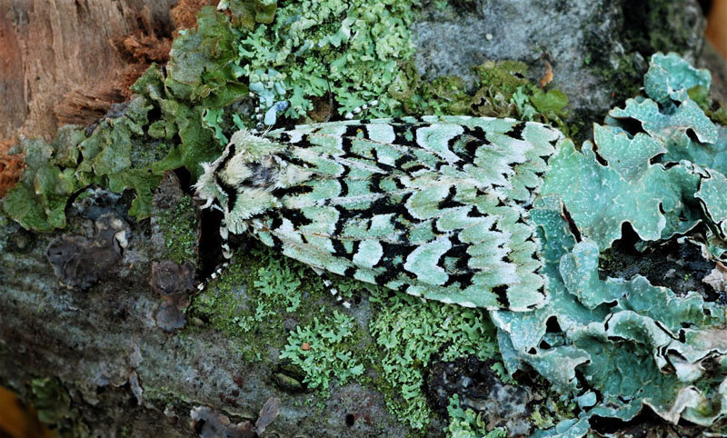 Aprilugle, Griposia aprilina. Koldekilde, Bornholm d. 14 oktober 2018. Fotograf; Michaek Stoltze