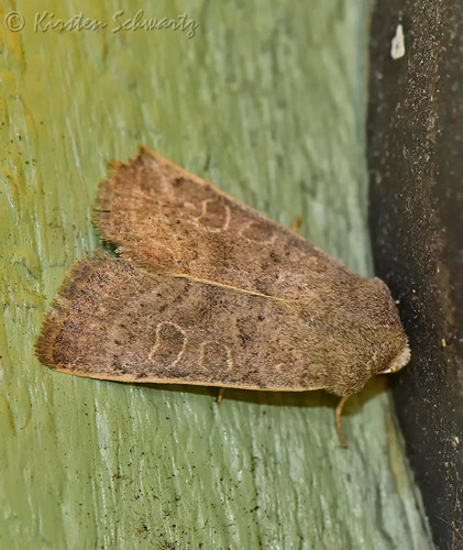 Tvivlsom Mus, Hoplodrina ambigua. Rødovre, Sjælland d 20 oktober 2018. Fotograf; Kirsten Schwartz