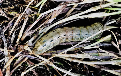 Stor Smutugle , Noctua pronuba larve. Lærkesletten, Amager Fælled d. 4 november 2018. Fotograf; Nikolaj Kirk