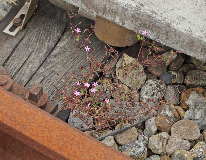 Purpur-storkenb, Geranium purpureum. Rdbyhavn Baneterrn, Lolland, Danmark d. 19  august 2018. Fotograf; Lars Andersen