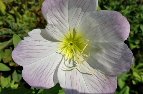 Sølvnatlys, Oenothera speciosa. Djursland, Danmark d. 5 september 2018. Fotograf; Loulou Bloch