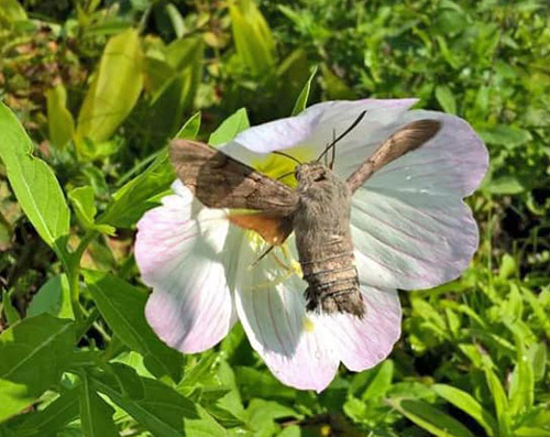 Sølvnatlys, Oenothera speciosa og Duehale, Macroglossum stellatarum. Djursland, Danmark d. 5 september 2018. Fotograf; Loulou Bloch