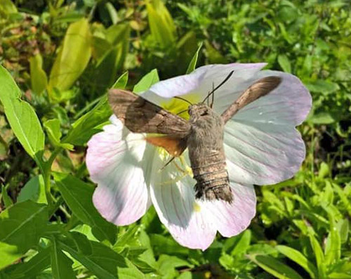 Slvnatlys, Oenothera speciosa og Duehale, Macroglossum stellatarum. Djursland, Danmark d. 5 september 2018. Fotograf; Loulou Bloch