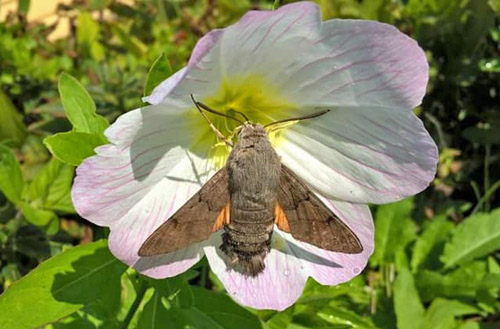 Slvnatlys, Oenothera speciosa og Duehale, Macroglossum stellatarum. Djursland, Danmark d. 5 september 2018. Fotograf; Loulou Bloch