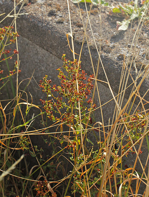 Prikbladet Perikon (Hypericum perforatum). Rødbyhavn Rangerterræn, Lolland d. 1 august 2018. Fotograf; Lars Andersen