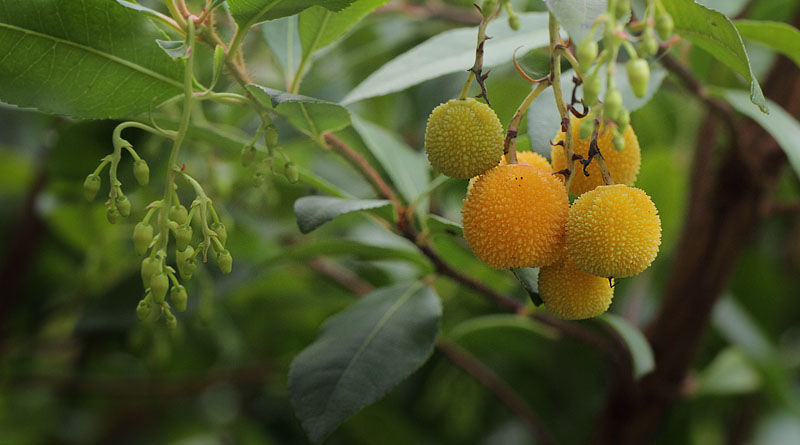 Jordbrtr, Arbutus unedo. Tisvildeleje, Nordsjlland d. 19 september 2018. Fotograf: Lars Andersen