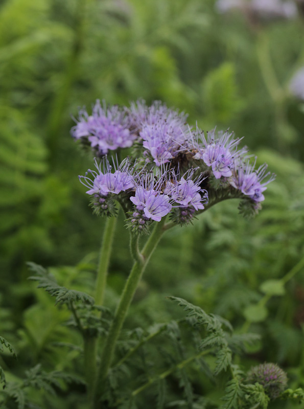 Honningurt, Phacelia tanacetifolia. Stege, Mn, Danmark d. 23 november 2018. Fotograf; Lars Andersen