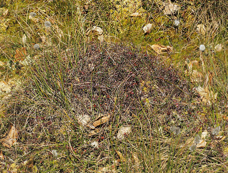 Tranebr, Oxycocus palustris.   Luknam, Nordsjlland d. 9 maj 2018. Fotograf; Lars Andersen