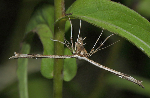 Alantfjermøl, Oidaematophorus lithodactyla. Amager Fælled, Amager d. 6 juli 2018. Fotograf; Lars Andersen