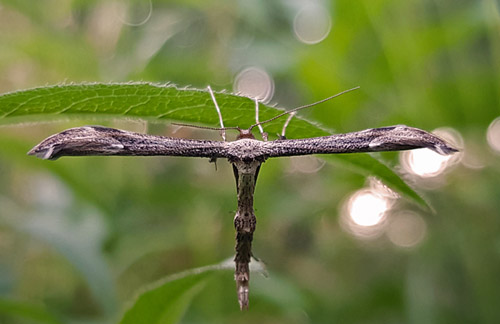 Alantfjermøl, Oidaematophorus lithodactyla. Amager Fælled, Amager d. 15 juni 2018. Fotograf; Anders N. Michaelsen