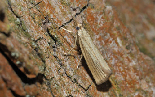 Agriphila straminella. Amager Fælled d. 6 juli 2018. Fotograf; Lars Andersen