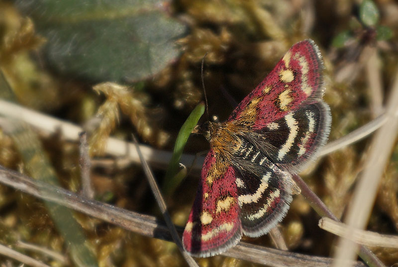 Pyrausta ostrinalis. Melby Overdrev d. 5 maj 2018. Fotograf; Lars Andersen