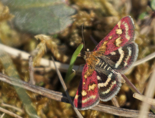 Pyrausta ostrinalis. Melby Overdrev, Nordsjælland d. 5 maj 2018. Fotograf; Lars Andersen