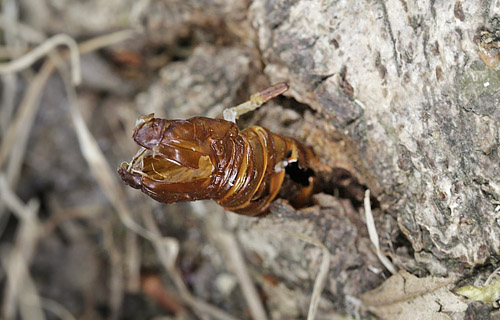 Stor Glassvrmer, Sesia apiformis. Ballevej, Odder, stjylland d. 14 juni - 2018. Fotograf; Anne Eskildsen