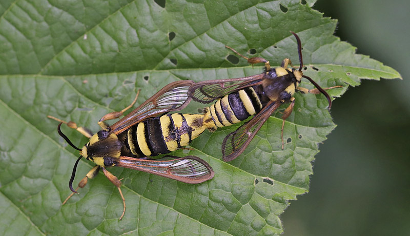 Stor Glassvrmer, Sesia apiformis. Ballevej, Odder, stjylland d. 14 juni - 2018. Fotograf; Anne Eskildsen