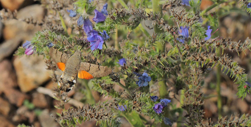 Duehale, Macroglossum stellatarum. Rødbyhavn Rangerterræn, Lolland d. 19 august 2018. Fotograf; Lars Andersen