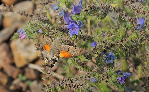 Duehale, Macroglossum stellatarum. Rdbyhavn Rangerterrn, Lolland d. 19 august 2018. Fotograf; Lars Andersen