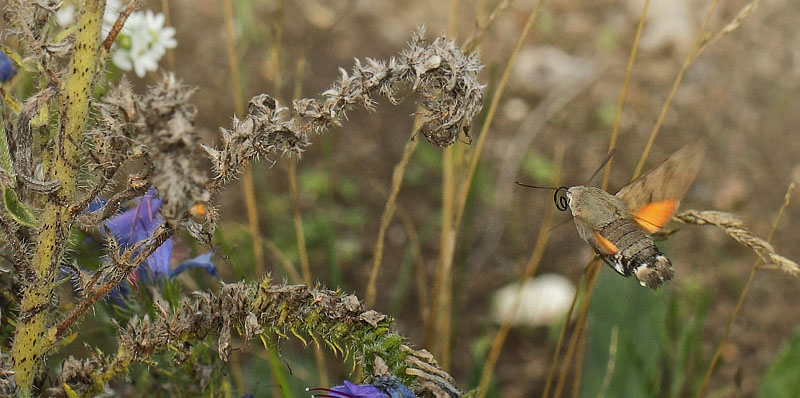 Duehale, Macroglossum stellatarum. Nygårde, Militære Øvelsesterræn, Jægerspris,Hornsherred d. 26 august 2018. Fotograf; Lars Andersen
