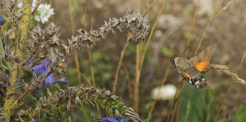 Duehale, Macroglossum stellatarum. Nygrde, Militre velsesterrn, Jgerspris, Hornsherred d. 26 august 2018. Fotograf; Lars Andersen