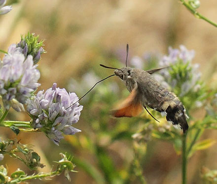 Duehale, Macroglossum stellatarum. Kongstrup, Rsns d. 8 august - 2018. Fotograf; Lars Andersen