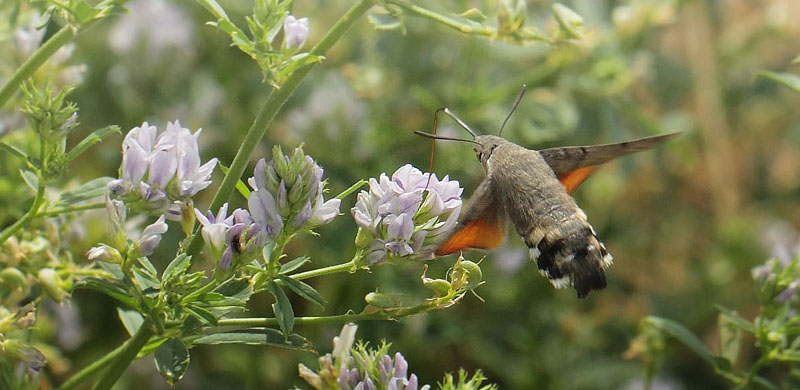 Duehale, Macroglossum stellatarum. Kongstrup, Røsnæs d. 8 august - 2018. Fotograf; Lars Andersen