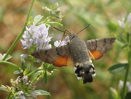 Duehale, Macroglossum stellatarum. Kongstrup, Røsnæs d. 8 august - 2018. Fotograf; Lars Andersen