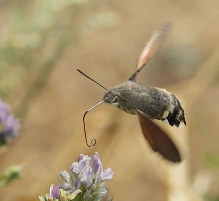 Duehale, Macroglossum stellatarum. Kongstrup, Rsns d. 8 august - 2018. Fotograf; Lars Andersen