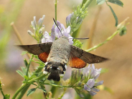 Duehale, Macroglossum stellatarum. Kongstrup, Rsns d. 8 august - 2018. Fotograf; Lars Andersen