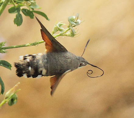 Duehale, Macroglossum stellatarum. Kongstrup, Røsnæs d. 8 august - 2018. Fotograf; Lars Andersen