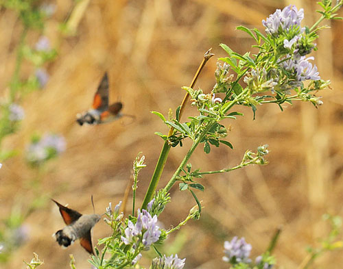 Duehale, Macroglossum stellatarum. Kongstrup, Røsnæs d. 8 august - 2018. Fotograf; Lars Andersen