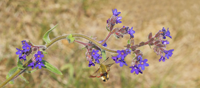 Bredrandet Humlebisvrmer, Hemaris fuciformis. Melby Overdrev, Nordsjlland d. 3 juni 2018. Fotograf; Lars Andersen