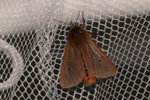 Kanelbjrn, Phragmatobia fuliginosa. Amager Flled, Amager d. 6 juli 2018. Fotograf; Lars Andersen