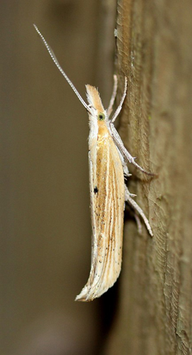 Lysgult Gedebladmøl, Ypsolopha nemorella. Bjerget, Lolland, Danmark d. 25 juni 2018. Fotograf; Claus Grahndin
