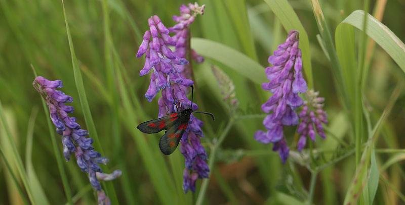 Lille Kllesvrmer, Zygaena viciae. Birkerd, Nordsjlland d. 14  juni 2018. Fotograf; Lars Andersen