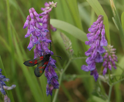 Lille Kllesvrmer, Zygaena viciae. Nrrevangssletten, Birkerd, Nordsjlland d. 14  juni 2018. Fotograf; Lars Andersen